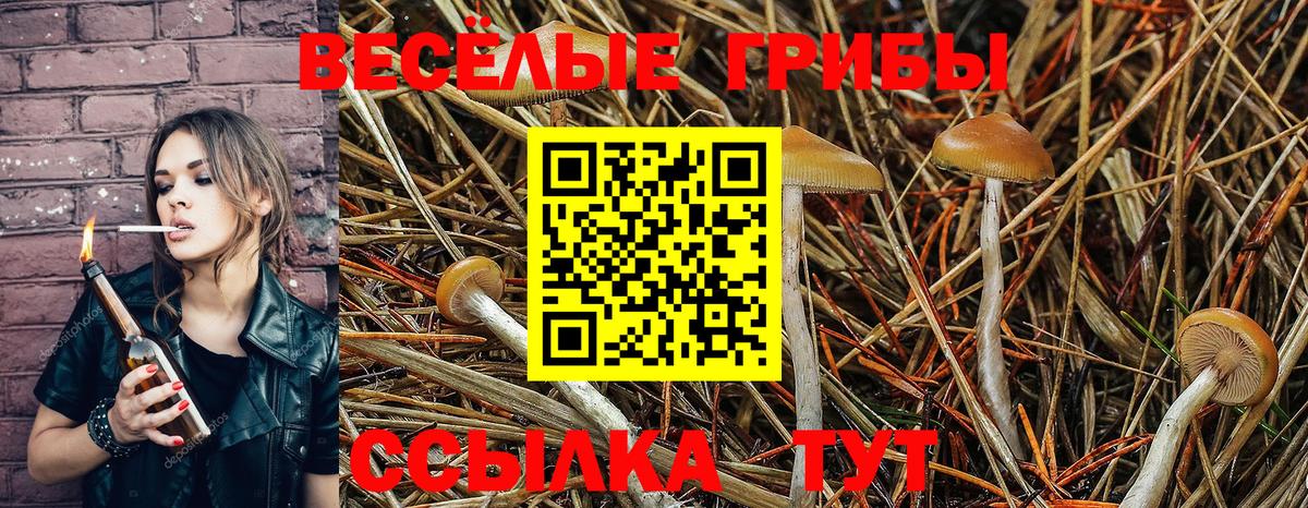 Псилоцибиновые грибы Cubensis Славгород